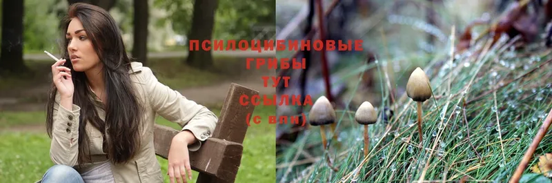 Галлюциногенные грибы Psilocybe  где найти наркотики  Белоозёрский 